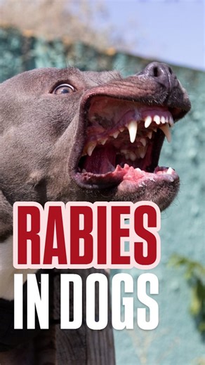 Ameera Adil on Instagram: "What does rabies look like in dogs? Watch this video to find out."