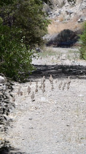 Lots of Chukar this year 🤩 #chukar #chukarchasersfoundation #chukarhunting #chukarchasers #chukarpartridge #chukarcountry #gamebird #wildlife #wildlifephotography #chicks | Victor Trujillo