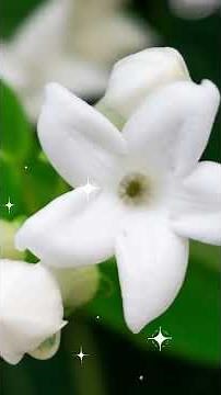 A guide to Madagascar jasmine