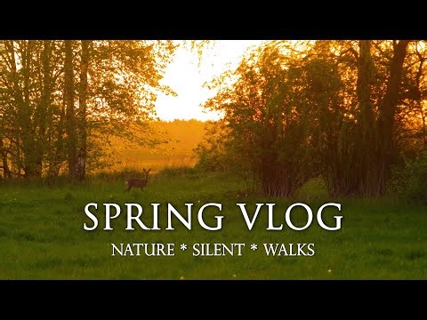 Spring Nature & Wildlife • Woodland Walks, Slow Living, Silent Serene Landscapes