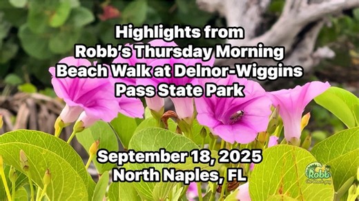 It was cloudy and quiet on this Thursday morning at Wiggins Pass, just Robb and the birds. Enjoy these highlights from Robb's Thursday Morning Beach Walk at Wiggins Pass, and on the mile-long stretch of paradise at Delnor-Wiggins Pass State Park in North Naples, Florida. Recorded September 18, 2025. Watch this video in 2K HD @ https://youtu.be/9XOXWs3LMyc?si=ek3Cw-vgqKXyeIO3. May 1st through October 31st is sea turtle nesting season in Southwest Florida. Before heading home from the beach, pleas