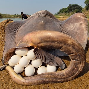 Unbelievable technique fishing video river dry place underground fish come out & catch big monster stingray fish #fish_video | Discovery Site