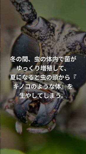 冬虫夏草は虫を操る菌の正体