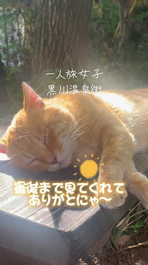 大好きな熊本県、今回は黒川温泉街です😄泉質が良くて、肉体疲労に効きました♨️日帰り温泉巡りしにまた行きたいです✨どこもかしこもキラキラ輝いていました🥹✨毎日熊本を思い出しています🥺アイラブ熊本❤️😂 #癒し #自然 #一人旅