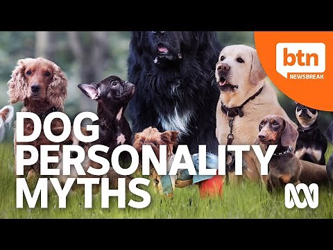 Do Different Dog Breeds Really Have Different Personalities?