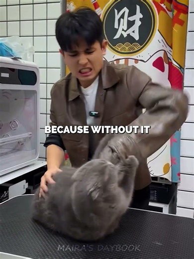 CAT attack as carrier open—until carefully control🐱❤️