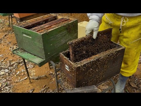 PALMER METHOD / Transfer