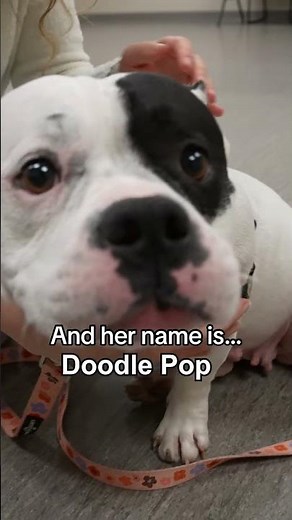 Meet Doodle Pop from the SPCA Serving Erie County