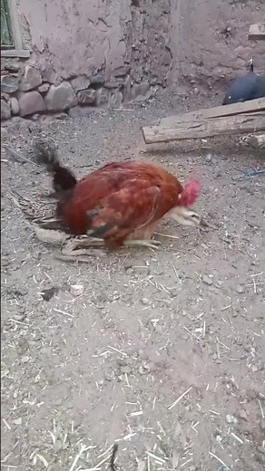 Unexpected Wildlife Moment Caught on Camera