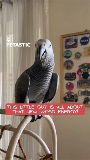 Parrot Says Peekaboo and Can’t Stop Showing Off