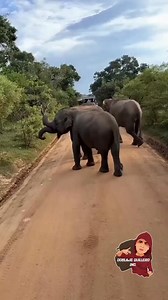 Mamiii | Doblaje Quillero Oficial