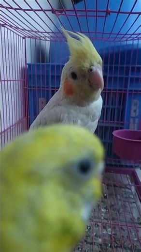 #birds #cockatiel #birdcage #ytviralshorts #ytshorts #yt #fyp #viralshorts #shorts #budgiebathtime