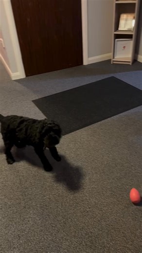 How beautiful is this video..! | Black Cockapoo Lovers