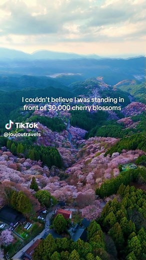 Mount Yoshino Cherry Blossoms: A Hidden Gem