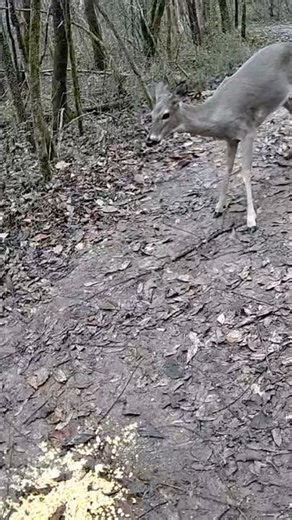 Brave Fawn vs Bossy Crow! 😳 Daylight Wildlife Showdown Over Corn Snack #shorts