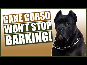 How To Stop Your CANE CORSO Barking