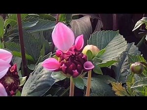 Dahlia ‘Creme de Cassis’ time lapse