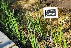 The Best Plant Markers To Organize Your Garden