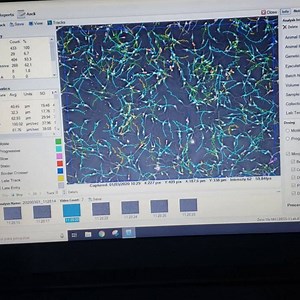 71K views · 3.6K reactions | Análise de sêmen do Tupã realizada por @pepovet do @reprocon_org. Os resultados provam que o manejo realizado pelo Instituto Onça-Pintada garante animais saudáveis e com baixo estresse. 欄 | Leandro Silveira | Facebook