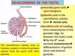 Development of gonads