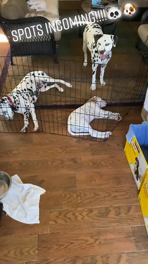 Dalmatian Puppies: Anticipating Their Unique Spots