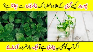 44K views · 930 reactions | Mint Benefits in Hot Weather #mint #hotweather #MintBenefits | Amazing Info | Facebook