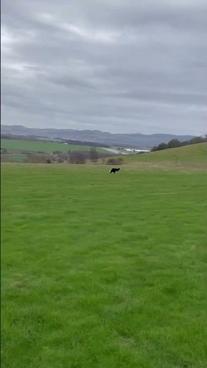 Border collies running FLAT OUT
