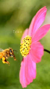 🐝 Bees are nature’s superheroes! They also give great advice. 🍯 Buzzing around our fields and forests, they keep our planet thriving—pollinating the trees and flowers that provide habitat for wildlife, as well as the food we eat. In fact, more than three-quarters of the world’s food crops depend on them. 🌱 Yet, bees are vanishing due to harmful agricultural practices, such as the overuse of toxic pesticides. The Rainforest Alliance works with farmers around the world to advance more sustainab