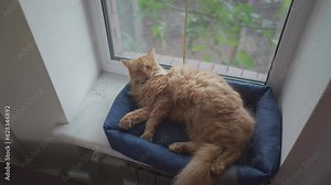 A beautiful red Maine Coon cat is washing on a pet bed by the window in cloudy weather. The pet cleans its coat with its tongue. A neat adult cat licks itself. Cat wash itself on the windowsill.