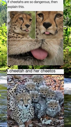 Cheetah Memes