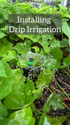 1.3K views · 36 reactions | Just switched from micro sprayers to this dramatic drip irrigation system! Say goodbye to leaf disease and hello to healthier plants! This setup is super easy to install and makes a big impact on your garden. #DripIrrigation #gardenwatering #gardening #gardeninspiration #gardentips | Homegrown Florida | Facebook