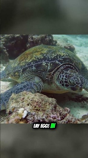 Uncover Cape Verde's Amazing Wildlife Whales, Turtles, and Rare Birds