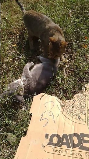 fhdgdxhdvd ♥️🥰👇🩷🍀🌲🤩🍁🍁♥️♥️♥️🥰