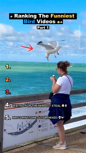 Ranking The Funniest Bird Videos #1 🐦😂 | Try Not To Laugh