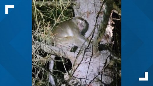 Monkeys escape after crash near Danville