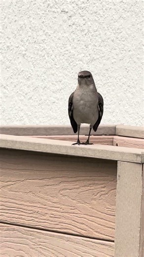 Birds come to greet us. #birds#birdspecies