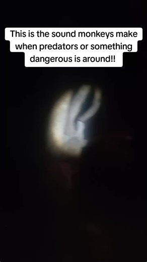 The sound monkeys make when a predator or something dangerous is around.. Monkey alarm calling!! #foryou #ranger #bush #monkey #wildlife #nature #educational #viral #foryoupage #fyp #fy #reels #reelsfb #reelsinstagram #reelsvideos #reelsviral | Nick Duranty