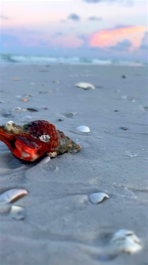 20K views · 6.4K reactions | Beautiful Longboat Key * * * #longboatkey #florida #beach | Follow Me To Longboat Key | Facebook