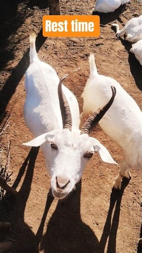 Farm Life: Even goats need a midday break! 🚜🐐 #shortsfeed #goat #backyardfarming