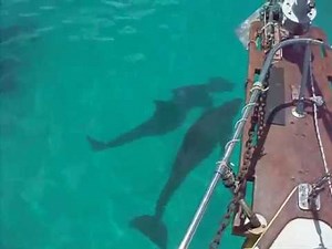 Sailing Florida Keys Backcountry Ocean Adventure- iboats.com