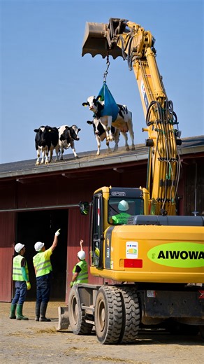 AIWOWAI | This Is Not a Drill — Cows Airlifted from a Roof by Excavator! 🐄🚧 When cows end up on a roof, AIWOWAI brings them back like heroes! You’ve... | Instagram