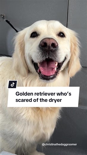 Grooming a Scared Golden Retriever with Dryer Fear