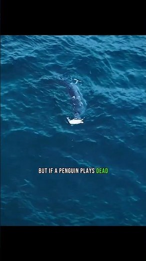 Penguin vs. Leopard Seal