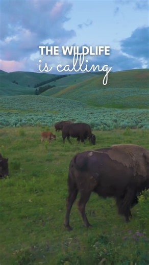 1K views · 21 shares | Spring is baby animals, wildflowers, and rushing waterfalls! Yellowstone is calling. | Yellowstone Vacations | Facebook