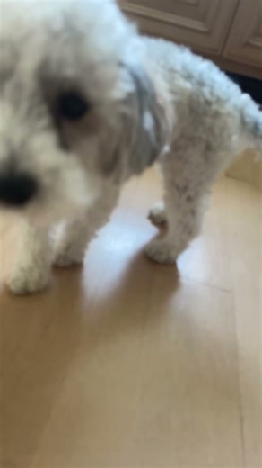 gorgeous dog #funny #puppy #cute #havapoo #baddie