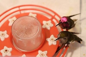 Valley woman’s hummingbird rescue takes flight again