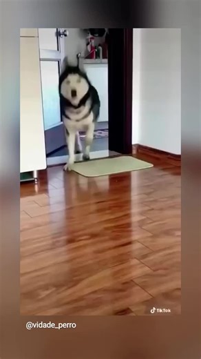 Videos de Claudia tapia (@claudia_tapia7) con “The Muppet Show - Main Title - Dominik Hauser”