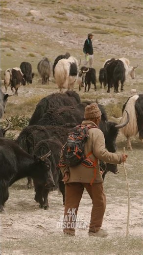 The Roof Of The World | 4K Free Documentary Nature