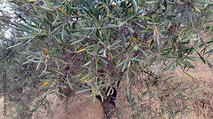 Olive tree with green ripe olives in an olive garden. Plantation of green and black olives in morocco.