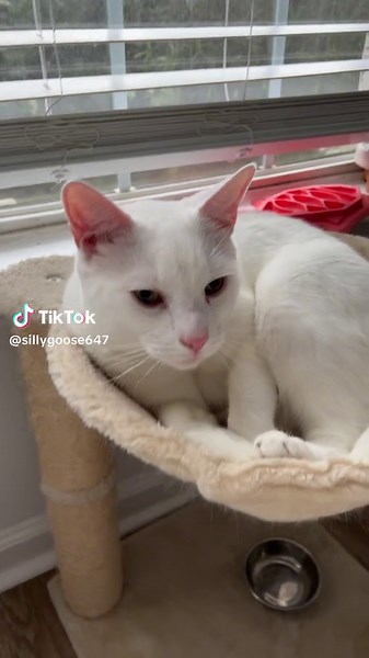 Silly Goose Meme: Laugh Out Loud with Animals on TikTok